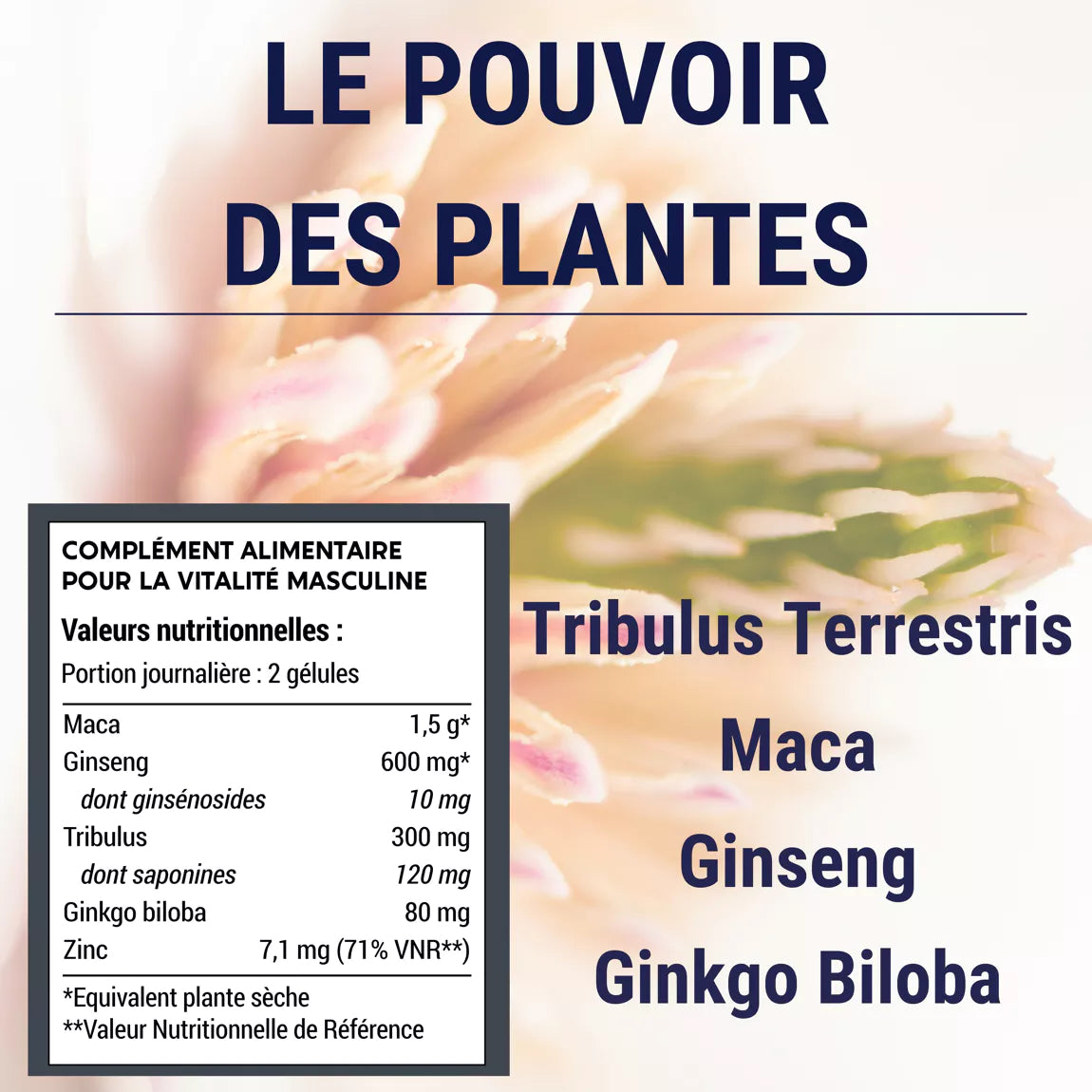 Energie et Vitalité